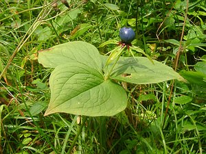 Paris quadrifolia (Melanthiaceae)  - Parisette à quatre feuilles, Étrangle-loup - Herb-Paris Haute-Savoie [France] 07/08/2002 - 740m