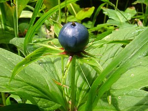 Paris quadrifolia (Melanthiaceae)  - Parisette à quatre feuilles, Étrangle-loup - Herb-Paris Haute-Savoie [France] 07/08/2002 - 740m