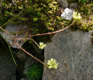 Petrosedum ochroleucum (Crassulaceae)  - Orpin à pétales droits Alpes-de-Haute-Provence [France] 03/08/2002 - 1660m