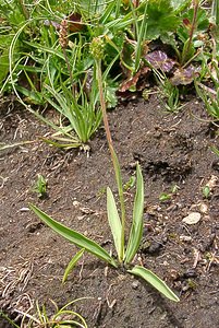 Plantago atrata (Plantaginaceae)  - Plantain noirâtre Savoie [France] 06/08/2002 - 2750m