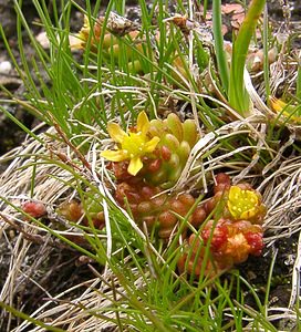 Sedum alpestre (Crassulaceae)  - Orpin alpestre, Orpin des Alpes Savoie [France] 06/08/2002 - 2750m