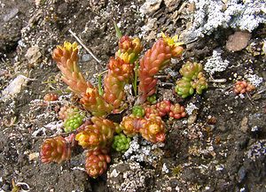 Sedum alpestre (Crassulaceae)  - Orpin alpestre, Orpin des Alpes Savoie [France] 06/08/2002 - 2750m