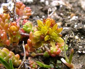 Sedum alpestre (Crassulaceae)  - Orpin alpestre, Orpin des Alpes Savoie [France] 06/08/2002 - 2750m