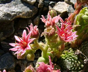 Sempervivum arachnoideum (Crassulaceae)  - Joubarbe toile-d'araignée - Cobweb House-leek Isere [France] 01/08/2002 - 1070m