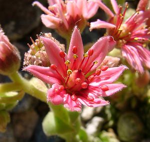 Sempervivum arachnoideum (Crassulaceae)  - Joubarbe toile-d'araignée - Cobweb House-leek Isere [France] 01/08/2002 - 1070m