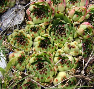 Sempervivum calcareum (Crassulaceae)  - Joubarbe du calcaire Alpes-de-Haute-Provence [France] 03/08/2002 - 1660m