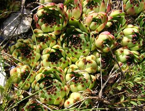 Sempervivum calcareum (Crassulaceae)  - Joubarbe du calcaire Alpes-de-Haute-Provence [France] 03/08/2002 - 1660m