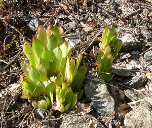 Sempervivum tectorum (Crassulaceae)  - Joubarbe des toits, Grande joubarbe - House-leek Isere [France] 01/08/2002 - 1070m