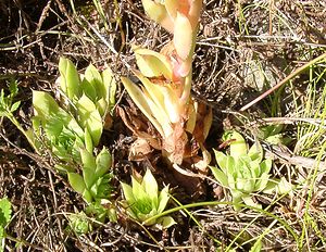 Sempervivum tectorum (Crassulaceae)  - Joubarbe des toits, Grande joubarbe - House-leek Isere [France] 01/08/2002 - 1070m