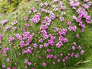 Silene acaulis subsp. bryoides (Caryophyllaceae)  - Silène fausse mousse Savoie [France] 06/08/2002 - 2750m