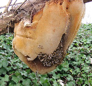 Apis mellifera (Apidae)  - Abeille domestique, Abeille européenne, Abeille mellifère, Mouche à miel - Honey Bee Nord [France] 30/11/2002 - 30m