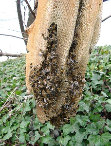 Apis mellifera (Apidae)  - Abeille domestique, Abeille européenne, Abeille mellifère, Mouche à miel - Honey Bee Nord [France] 30/11/2002 - 30m