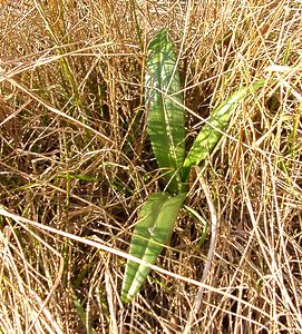 Himantoglossum hircinum (Orchidaceae)  - Himantoglosse bouc, Orchis bouc, Himantoglosse à odeur de bouc - Lizard Orchid Aisne [France] 22/02/2003 - 110m