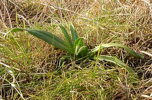 Himantoglossum hircinum (Orchidaceae)  - Himantoglosse bouc, Orchis bouc, Himantoglosse à odeur de bouc - Lizard Orchid Aisne [France] 22/02/2003 - 110m