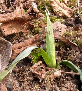 Ophrys insectifera (Orchidaceae)  - Ophrys mouche - Fly Orchid Aisne [France] 22/02/2003 - 110m