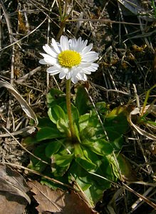 Bellis perennis (Asteraceae)  - Pâquerette vivace, Pâquerette - Daisy Aisne [France] 16/03/2003 - 160m