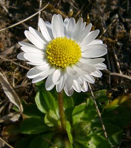 Bellis perennis (Asteraceae)  - Pâquerette vivace, Pâquerette - Daisy Aisne [France] 16/03/2003 - 160m