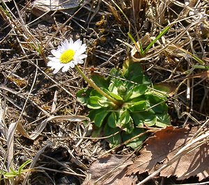 Bellis perennis (Asteraceae)  - Pâquerette vivace, Pâquerette - Daisy Aisne [France] 16/03/2003 - 160m