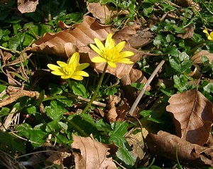 Ficaria verna (Ranunculaceae)  - Ficaire printanière, Renoncule ficaire - Lesser Celandine Pas-de-Calais [France] 23/03/2003 - 150m