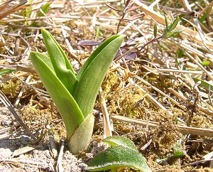 Gymnadenia conopsea (Orchidaceae)  - Gymnadénie moucheron, Orchis moucheron, Orchis moustique - Fragrant Orchid Aisne [France] 16/03/2003 - 140m