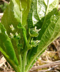 Mercurialis perennis Mercuriale vivace, Mercuriale des montagnes, Mercuriale pérenne Dog's Mercury