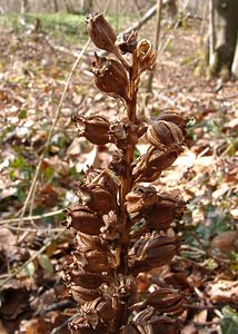 Neottia nidus-avis (Orchidaceae)  - Néottie nid-d'oiseau, Herbe aux vers - Bird's-nest Orchid Oise [France] 09/03/2003 - 140m