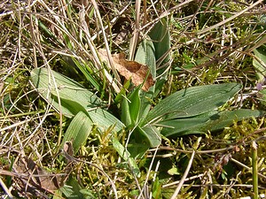 Ophrys araneola sensu auct. plur. (Orchidaceae)  - Ophrys litigieux Aisne [France] 16/03/2003 - 140m
