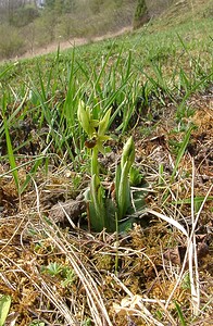 Ophrys araneola sensu auct. plur. (Orchidaceae)  - Ophrys litigieux Aisne [France] 30/03/2003 - 180m