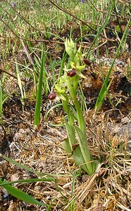 Ophrys araneola sensu auct. plur. (Orchidaceae)  - Ophrys litigieux Aisne [France] 30/03/2003 - 180m