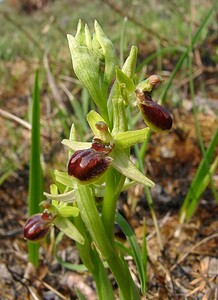 Ophrys araneola sensu auct. plur. (Orchidaceae)  - Ophrys litigieux Aisne [France] 30/03/2003 - 180m