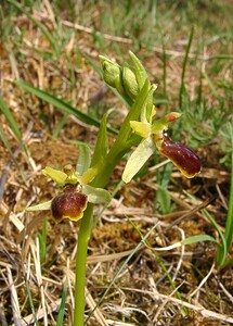 Ophrys araneola sensu auct. plur. (Orchidaceae)  - Ophrys litigieux Aisne [France] 30/03/2003 - 180m