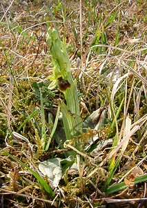 Ophrys araneola sensu auct. plur. (Orchidaceae)  - Ophrys litigieux Aisne [France] 30/03/2003 - 180m