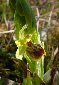 Ophrys araneola sensu auct. plur. (Orchidaceae)  - Ophrys litigieux Aisne [France] 30/03/2003 - 180m