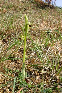 Ophrys araneola sensu auct. plur. (Orchidaceae)  - Ophrys litigieux Aisne [France] 30/03/2003 - 180m