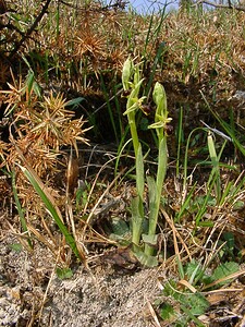 Ophrys araneola sensu auct. plur. (Orchidaceae)  - Ophrys litigieux Aisne [France] 30/03/2003 - 180m