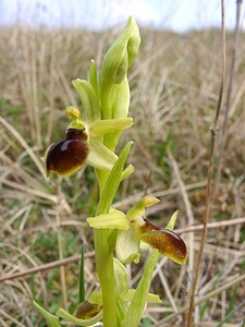 Ophrys araneola sensu auct. plur. (Orchidaceae)  - Ophrys litigieux Aisne [France] 30/03/2003 - 140m
