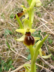 Ophrys araneola sensu auct. plur. (Orchidaceae)  - Ophrys litigieux Aisne [France] 30/03/2003 - 140m