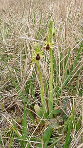 Ophrys araneola sensu auct. plur. (Orchidaceae)  - Ophrys litigieux Aisne [France] 30/03/2003 - 140m