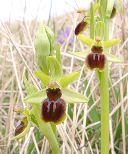 Ophrys araneola sensu auct. plur. (Orchidaceae)  - Ophrys litigieux Aisne [France] 30/03/2003 - 140m