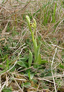 Ophrys araneola sensu auct. plur. (Orchidaceae)  - Ophrys litigieux Aisne [France] 30/03/2003 - 140m