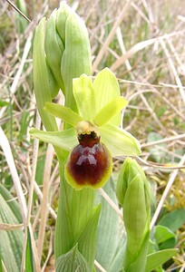 Ophrys araneola sensu auct. plur. (Orchidaceae)  - Ophrys litigieux Aisne [France] 30/03/2003 - 140m