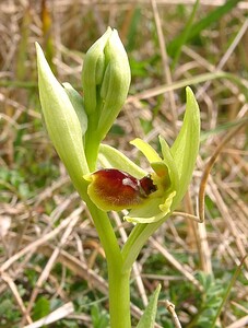 Ophrys araneola sensu auct. plur. (Orchidaceae)  - Ophrys litigieux Aisne [France] 30/03/2003 - 140m