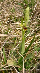 Ophrys araneola sensu auct. plur. (Orchidaceae)  - Ophrys litigieux Aisne [France] 30/03/2003 - 140m