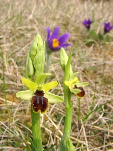 Ophrys araneola sensu auct. plur. (Orchidaceae)  - Ophrys litigieux Aisne [France] 30/03/2003 - 140m