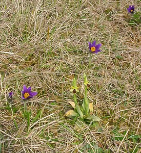 Ophrys araneola sensu auct. plur. (Orchidaceae)  - Ophrys litigieux Aisne [France] 30/03/2003 - 140m