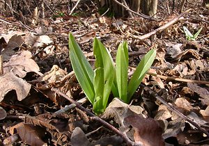 Ophrys insectifera (Orchidaceae)  - Ophrys mouche - Fly Orchid Oise [France] 09/03/2003 - 140m