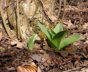 Orchis purpurea (Orchidaceae)  - Orchis pourpre, Grivollée, Orchis casque, Orchis brun - Lady Orchid Oise [France] 09/03/2003 - 140m