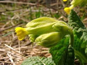 Primula veris (Primulaceae)  - Coucou, Primevère officinale - Cowslip Pas-de-Calais [France] 23/03/2003 - 150m