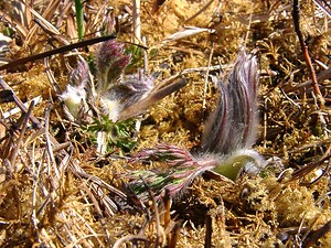 Pulsatilla vulgaris (Ranunculaceae)  - Pulsatille commune, Anémone pulsatille - Pasqueflower Aisne [France] 16/03/2003 - 180m