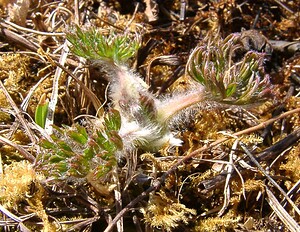 Pulsatilla vulgaris (Ranunculaceae)  - Pulsatille commune, Anémone pulsatille - Pasqueflower Aisne [France] 16/03/2003 - 180m